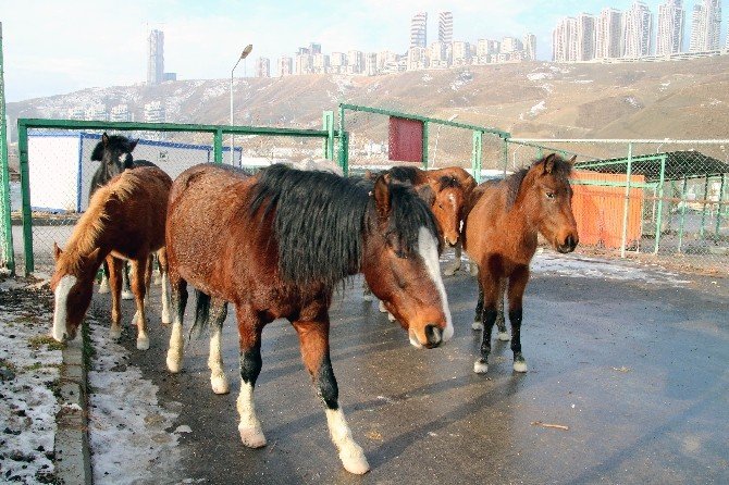 Ankara’da atlar firarda