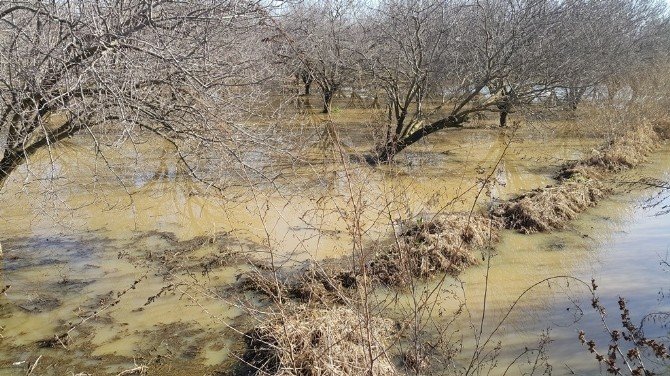 Ödemiş’te yağmur sonrası tarlalarda sel mağduriyeti