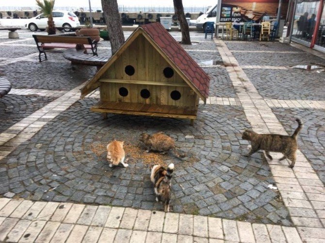 Adalar Belediyesi’nden sokak hayvanlarına mini evler
