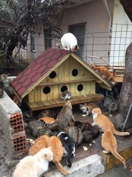 Adalar Belediyesi’nden sokak hayvanlarına mini evler