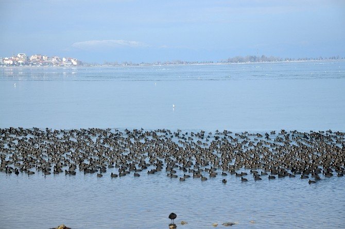 Belediye göl kıyısına kuşlar için yem bıraktı