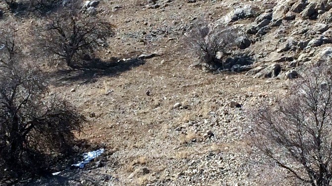 Akdamar Adası’ndaki tavşanlar yeniden toplanacak