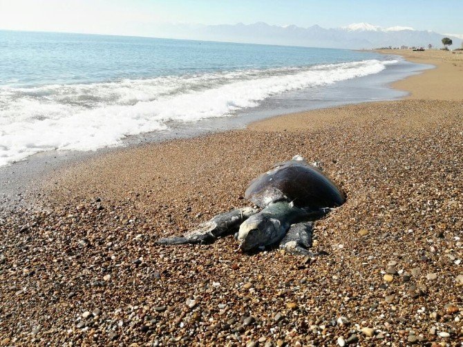 Antalya’da sahile Caretta Caretta ölüsü vurdu