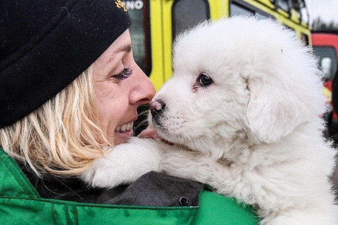 İtalya’daki çığ felaketinden 5 gün sonra 3 köpek yavrusu kurtarıldı
