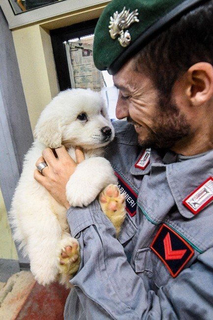 İtalya’daki çığ felaketinden 5 gün sonra 3 köpek yavrusu kurtarıldı