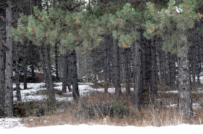 Ormanlar kış aylarında da tehlike altında