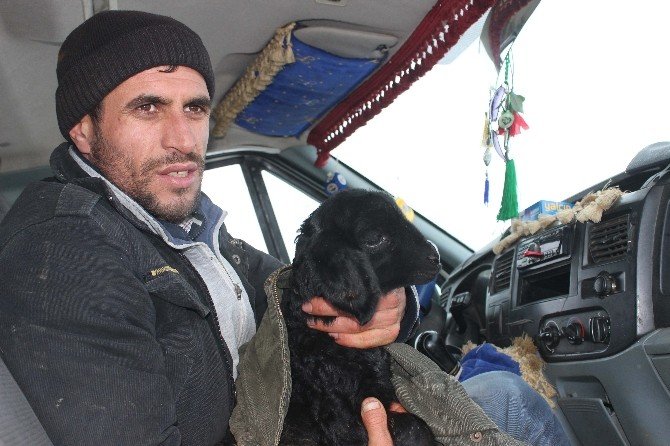 Gebe hayvan yüklü kamyonet şarampole düştü