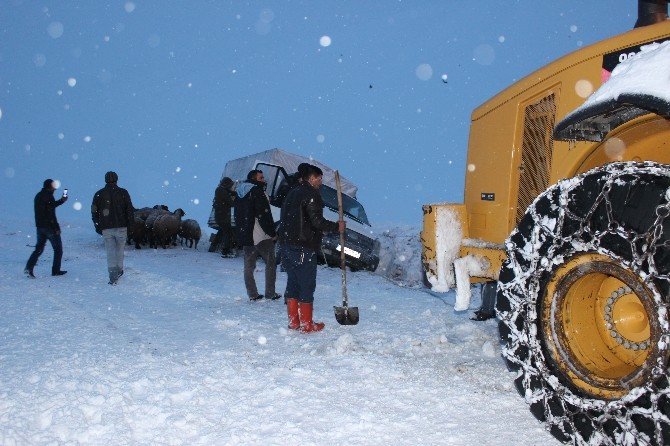 Gebe hayvan yüklü kamyonet şarampole düştü