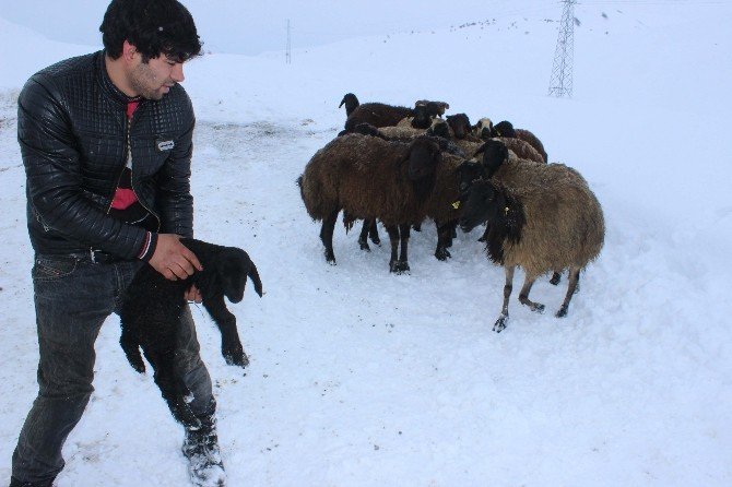 Gebe hayvan yüklü kamyonet şarampole düştü