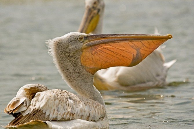 Batı Akdeniz 500 bin su kuşunu barındırıyor