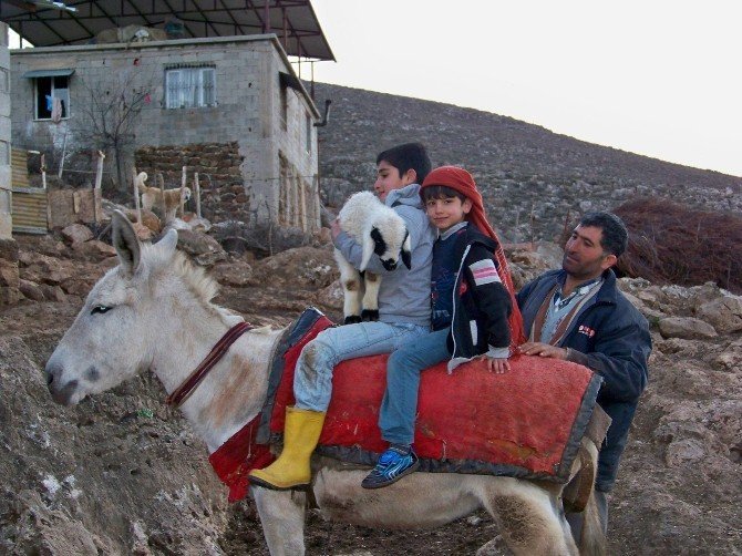 Koyun sürüsü kuzularla renklendi