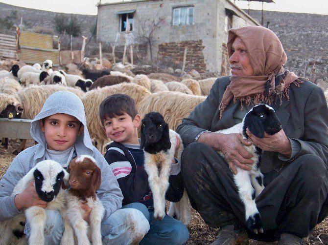 Koyun sürüsü kuzularla renklendi