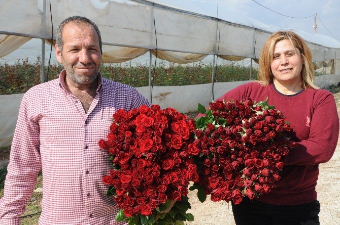 Gül yetiştiricileri Sevgililer Günü’nden umutlu