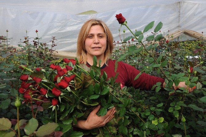 Gül yetiştiricileri Sevgililer Günü’nden umutlu