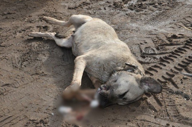 Kırıkkale’de köpek katliamı