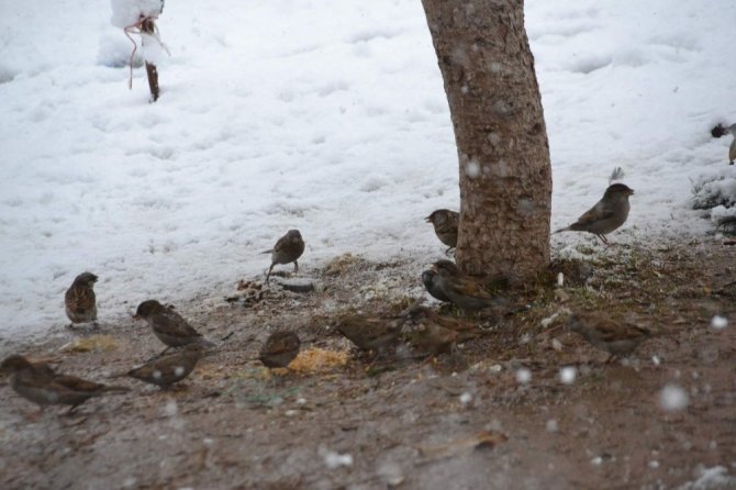 Siirt’te kuşlar için doğaya yem bırakıldı