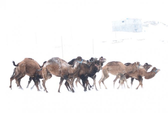 Van’da güreşçi deve yetiştiriciliği