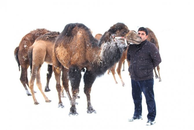 Van’da güreşçi deve yetiştiriciliği