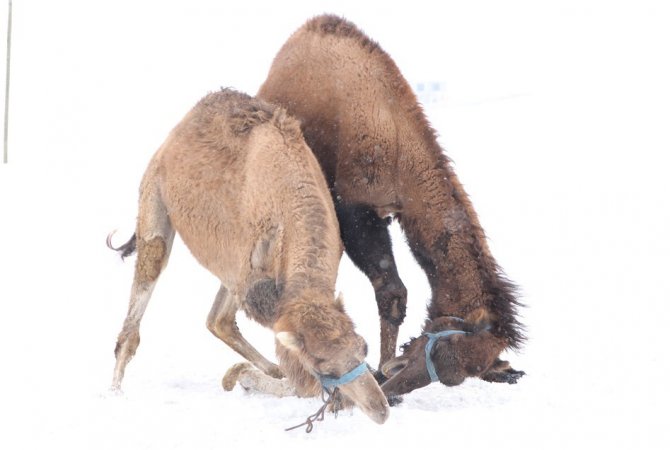Van’da güreşçi deve yetiştiriciliği