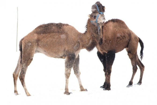 Van’da güreşçi deve yetiştiriciliği