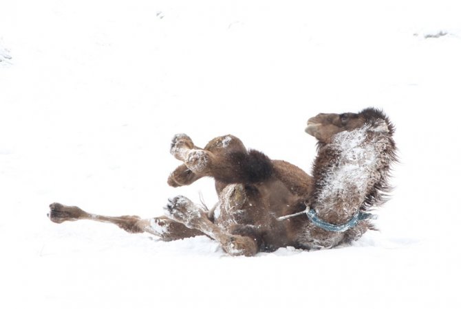 Van’da güreşçi deve yetiştiriciliği