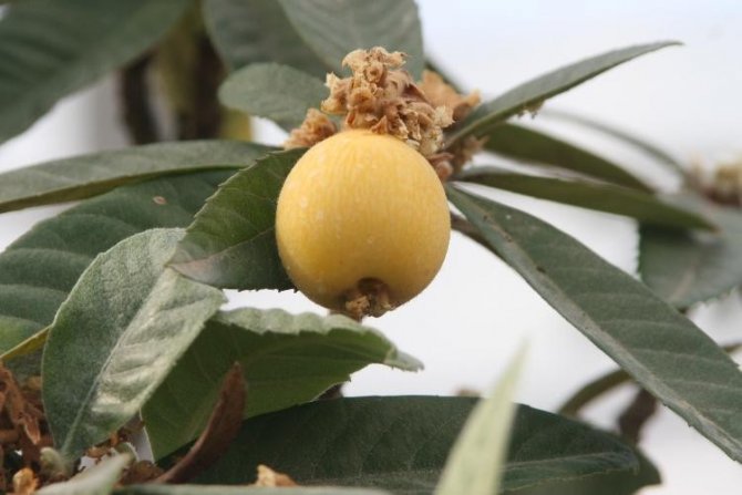 Bolu Belediyesine ait seralarda tropikal meyveler üretiliyor