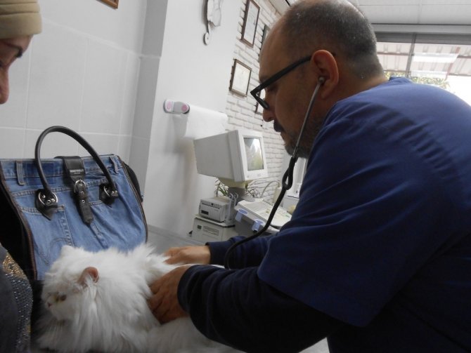 Kedilerde nezle salgını