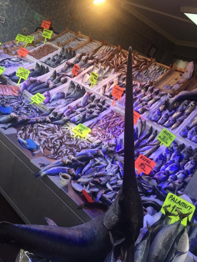 Bilecik’te 1 metre 70 santim boyundaki kılıç balığı görenleri hayrete düşürdü