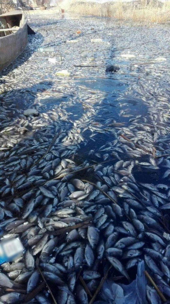 Eber Gölü’nde yaşanan toplu balık ölümleri