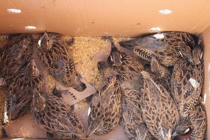 Silopi’de yakalanan turaç kuşları doğaya bırakıldı