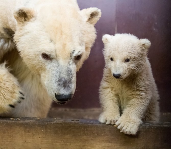 Uluslararası Kutup Ayısı Gününde, Berlin’de ziyaretçiler yavru kutup ayıyı görebilecek