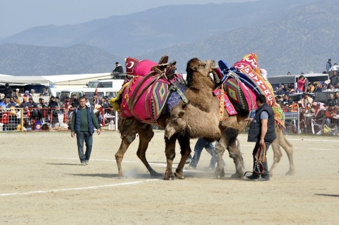 Bozdoğan’da deve güreşlerini 15 bin kişi izledi