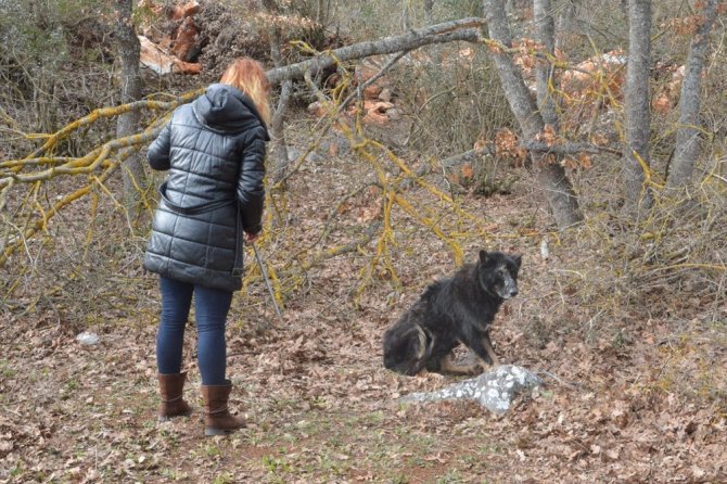 "Siyah kurt" diye günlerce besledi köpek çıktı