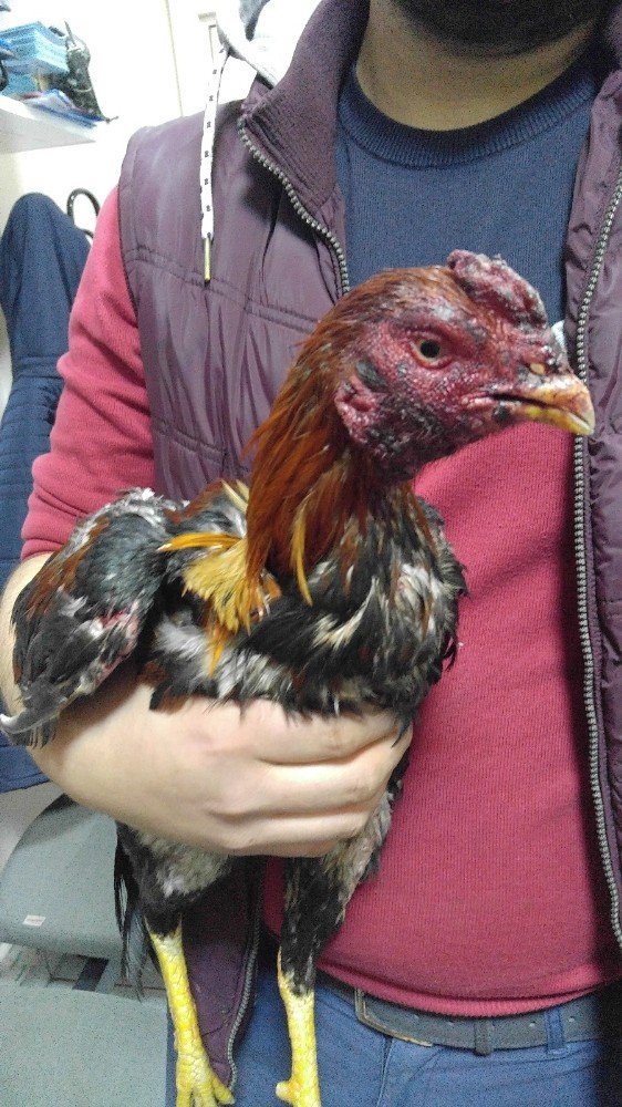 Uşak’ta horoz dövüşü baskını