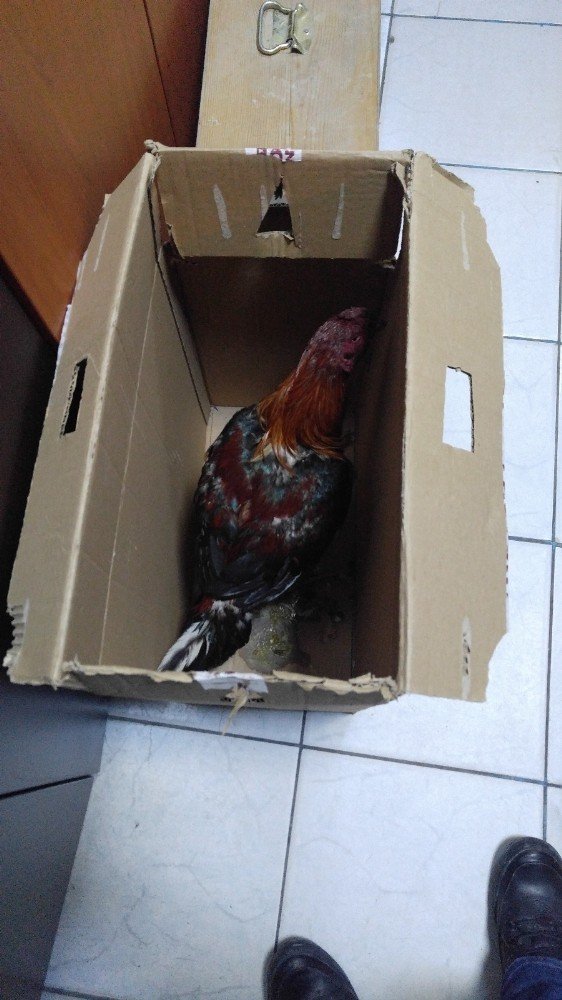 Uşak’ta horoz dövüşü baskını