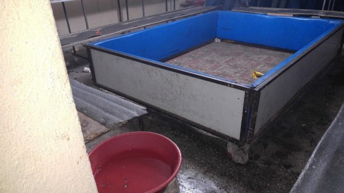 Uşak’ta horoz dövüşü baskını