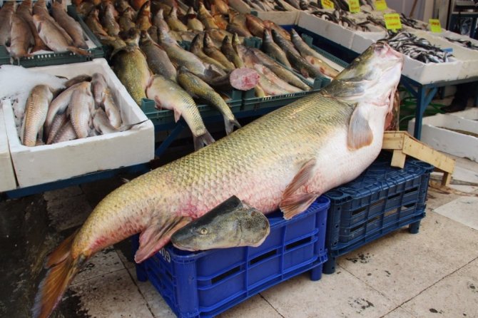 Munzur Çayı’nda 90 kiloluk sazan balığı yakaladılar