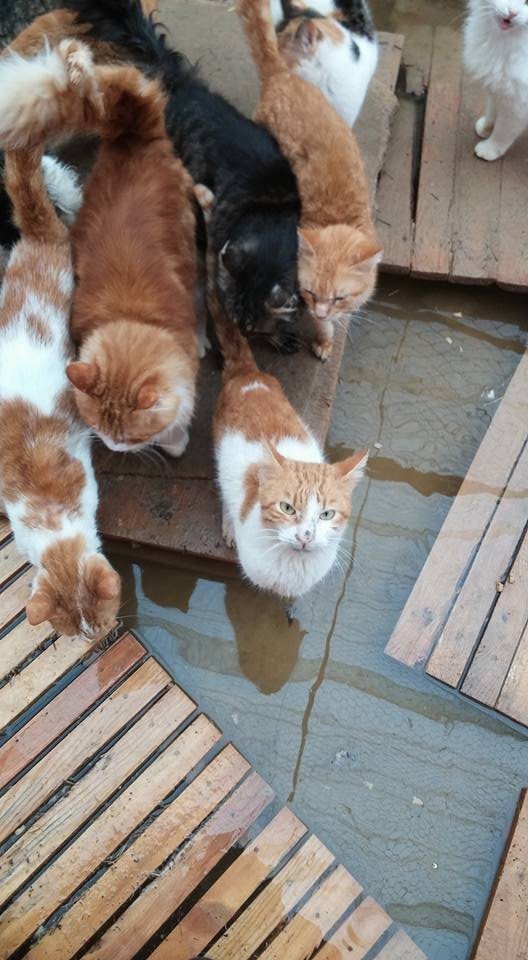 Barınaktaki kediler sular altında kaldı