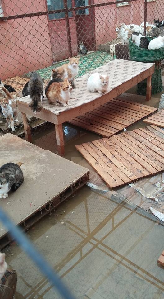 Barınaktaki kediler sular altında kaldı