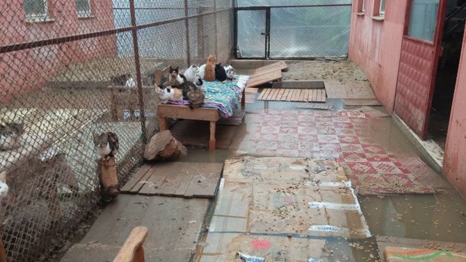 Barınaktaki kediler sular altında kaldı