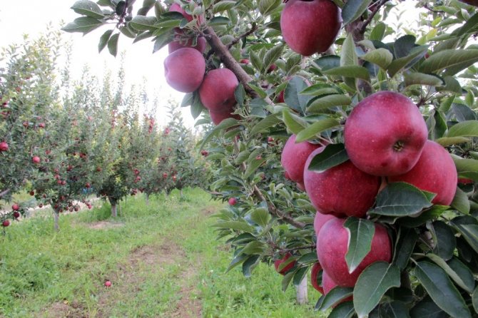 Karaman elmasında 500 bin ton rekolte beklentisi