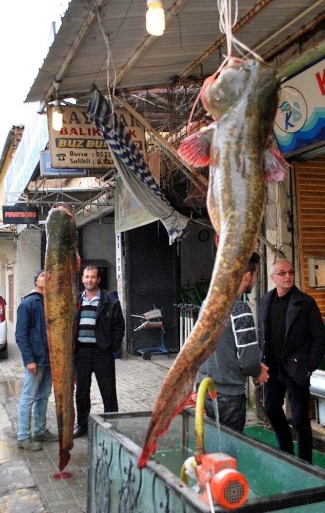 Manisa’da 80 kiloluk dev yayın balığı yakalandı