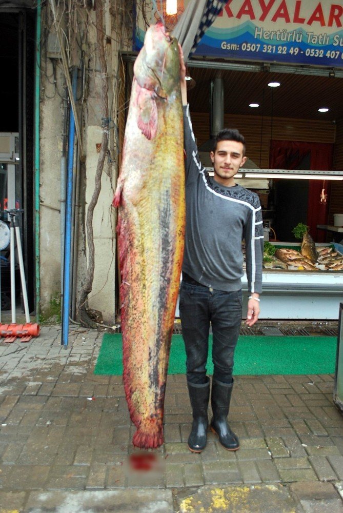 Manisa’da 80 kiloluk dev yayın balığı yakalandı