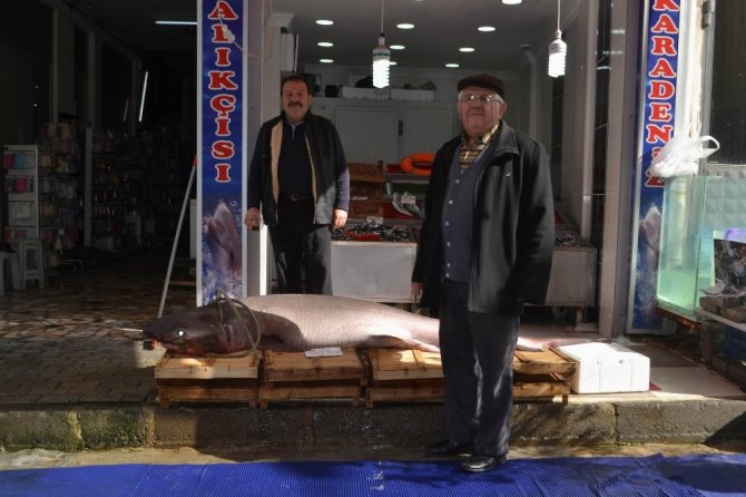 200 kiloluk köpek balığı görenleri hayrete düşürdü