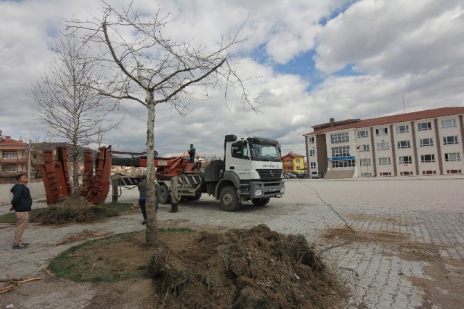 Osmancık’ta Kızılırmak sahilindeki ağaçlar taşınıyor