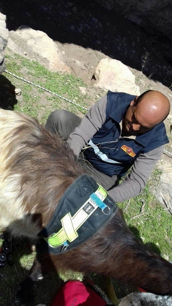 Uçurumda mahsur kalan 2 keçi itfaiye tarafından kurtarıldı