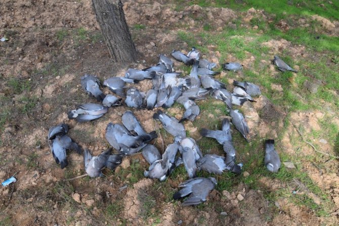 Şanlıurfa’da kuş ölümleri halkı tedirgin ediyor