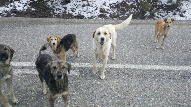 Tosya’da başıboş geçen sokak köpekleri, tehlike saçıyor