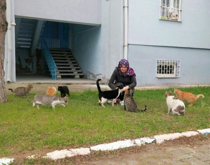 Devlet bursuyla sahipsiz kedilere bakıyor