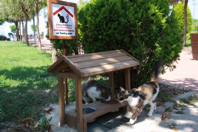 Alanya Belediyesi’nden sahipsiz hayvanlara hizmet